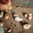 دجاجة بلدي بفروخها