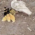 بطه مصريه مع عيالها