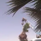 لبيع نخيل وشنطني