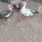 ذكور بط سوداني ابو بحه للبيع