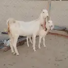 جفره هولندية رباع تحتها جفره