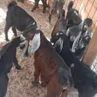 معزا للبيع