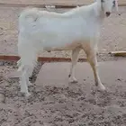 تيس مشروع فحل