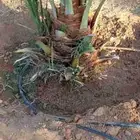 السلام عليكم ورحمه الله وبركاته يوجد لدينا جميع انواع النخيل