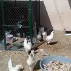 الخرج دجاج وحمام وعشه للبيع