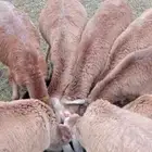 للبيع طليان سواكن مرابي