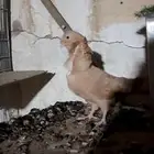 مطلوب ذكر كشكش اصفر