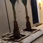 نخيل واشنطني للبيع