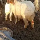 للبيع ثلاثه خرفان