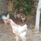 اطقم دجاج كولومبي بعمر 6 اشهر