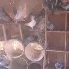 يوجد لدينا حمام بري طرح بالجملة