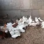 متوفر 10جوز حمام فرنسى امهات بحاله صحيه ممتازه بياض على شرط