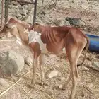 عجل البيع