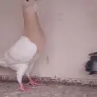 سبع حبات رياحنه
