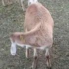 للبيع طليان سواكن مرابي