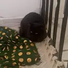 قط شيرازي عمر 4 اشهور لتبني