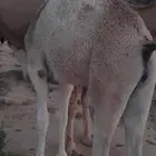 حشوان للبيع