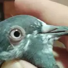 حمام البيع بكستاني و دحل