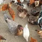 دجاج بلدي بياض 100العدد