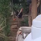 الديك حار ما شالله حجمه بلكتين عمره 5 شهور السعر 80 ريال