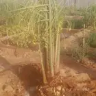 نخيل خلاص وشيشي وهلالي وصقعي