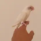 روز البينو عيون حمراء رخيص جدا جدا جدا جدا جدا جدا