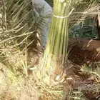 نخل صقعي وهذا التمر انتاج الام