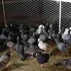 البيع حمام جمله