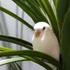 فرخ روز اليف وهدد