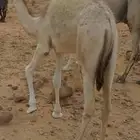 بكره للبيع