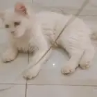 قطط عدد2للبيع