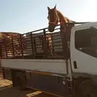 نقل خيل
