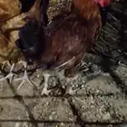 Local Rooster