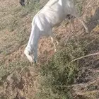 ثنتين ماعز للبيع