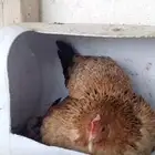 دجاج عربي