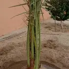 توريد جميع انواع النخيل المثمره والمجذر