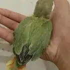 فرخ روز اليف يحب اللعب بدايه هدد بعض الاحيان يجيك اذا ناديت