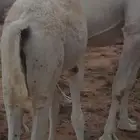 قعوديين للبيع