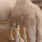 حشوان للبيع