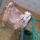 للبيع 3 تيوس