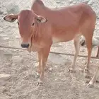 حسايل البيع