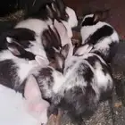 ارانب صغيره للبيع