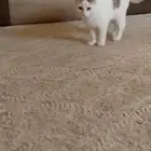 للتبني للتبني قط ذكر العمر تقريبا خمس اشهر