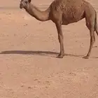 مفروده طيبه جدا وعليها جميع الشروط