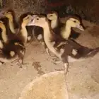 صيصان بط سوداني ابو بحه للبيع