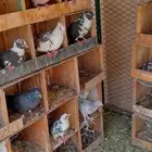 الخرج عشه بقلاوه مترين في مترين وحمام ودجاج