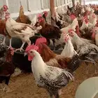 ديوك للبيع بلدي