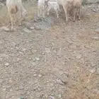 أربع نعاج للبيع ثنتين يتبعها 2 ذكر ونثى وثنتين دفيع