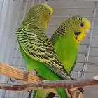 جوز بادجي منتج للبدل