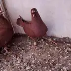 جوز عنابي بفرخه